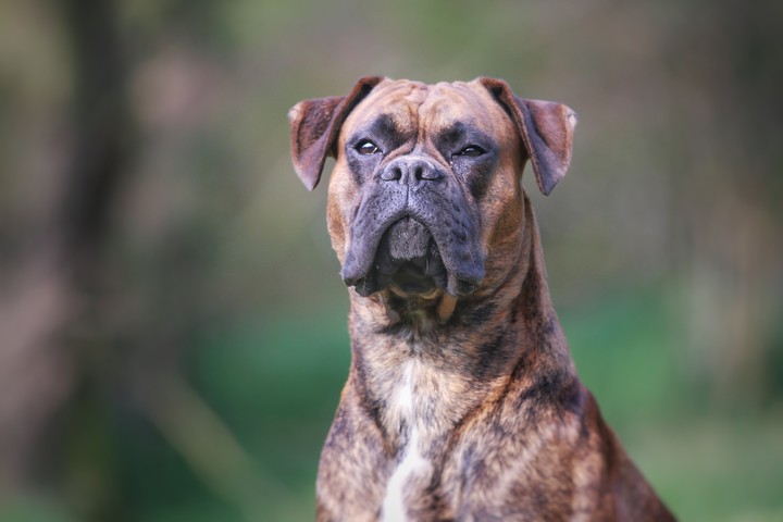 Mein Ares.    gross ist er geworden.