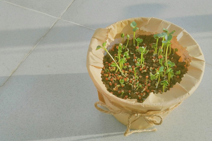 My tiny plant