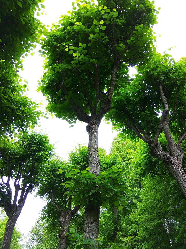 trees