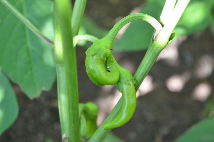 Pepper