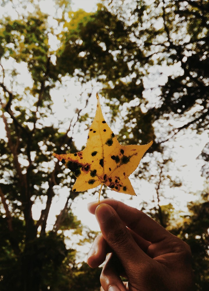 Leaf