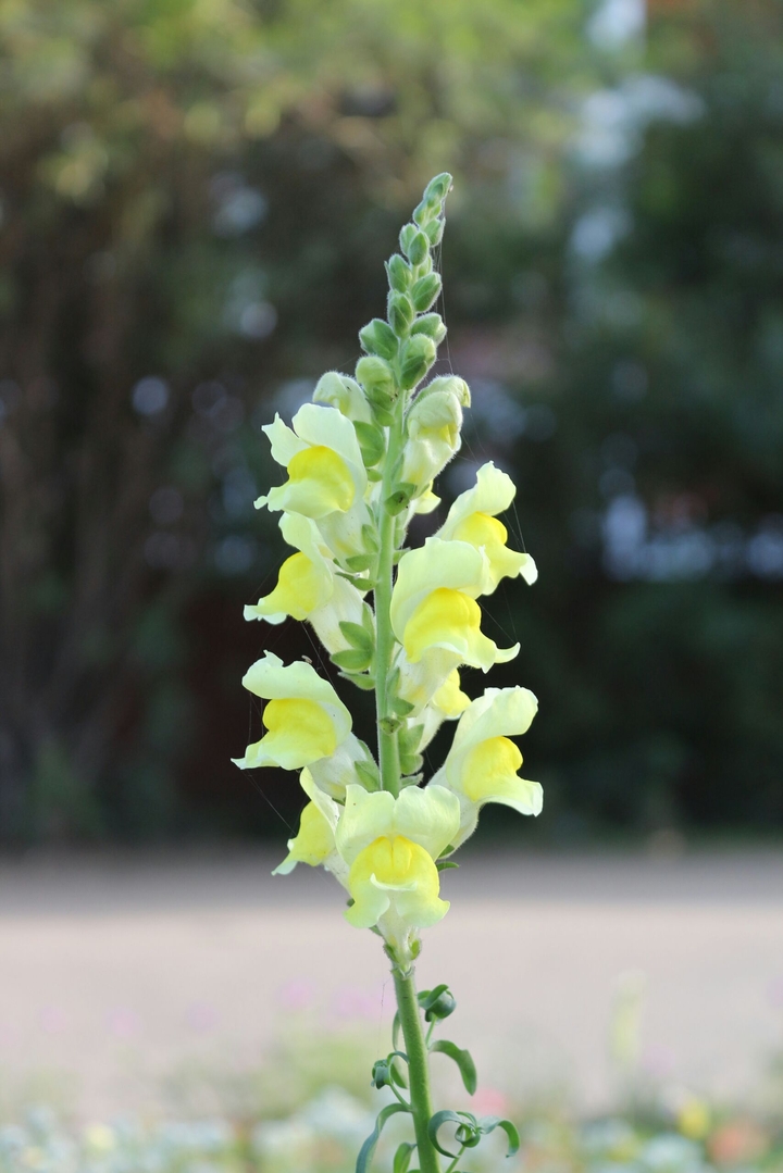 flora
