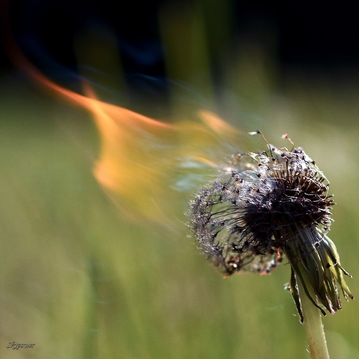 Flame
