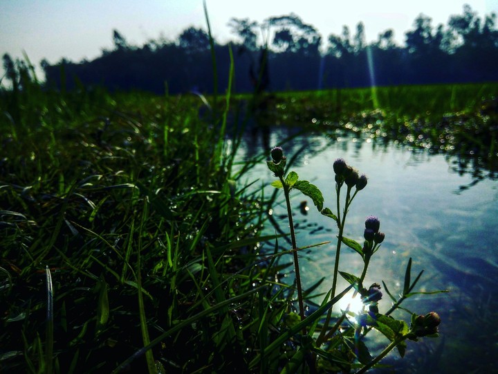 grass