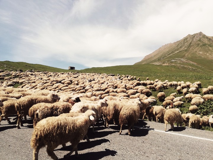 sheep