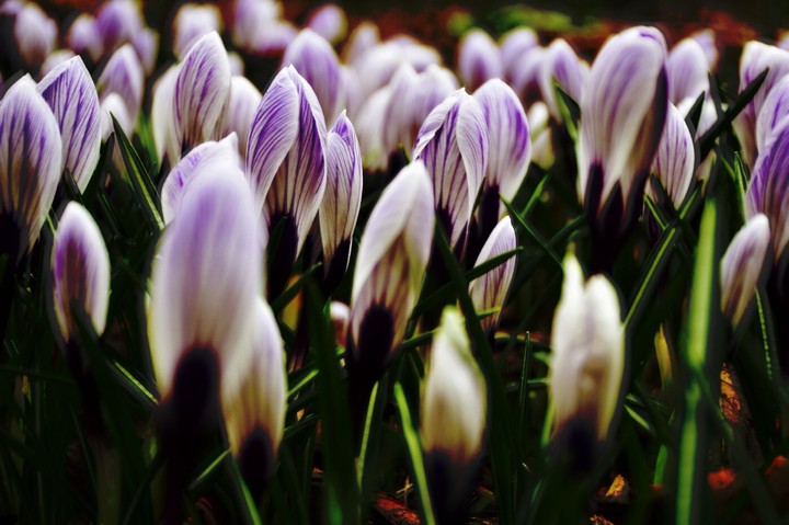 Crocuses