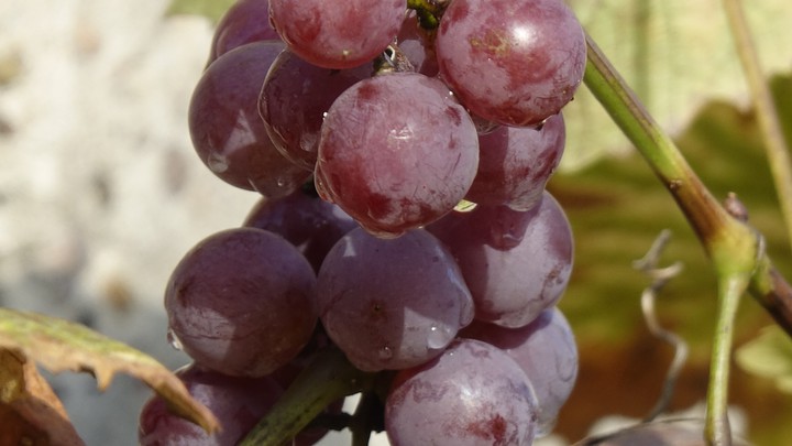 grapes