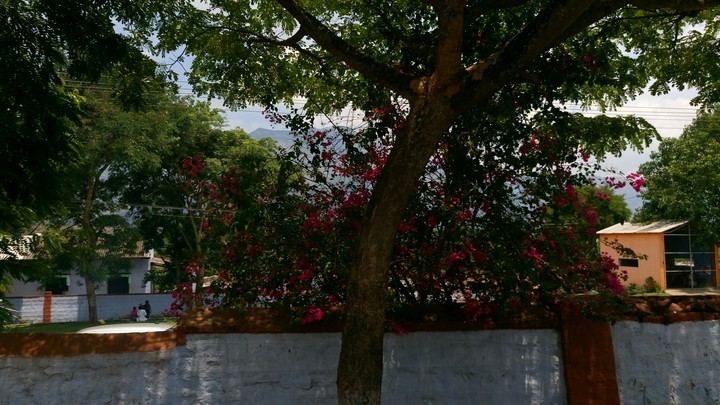 nature