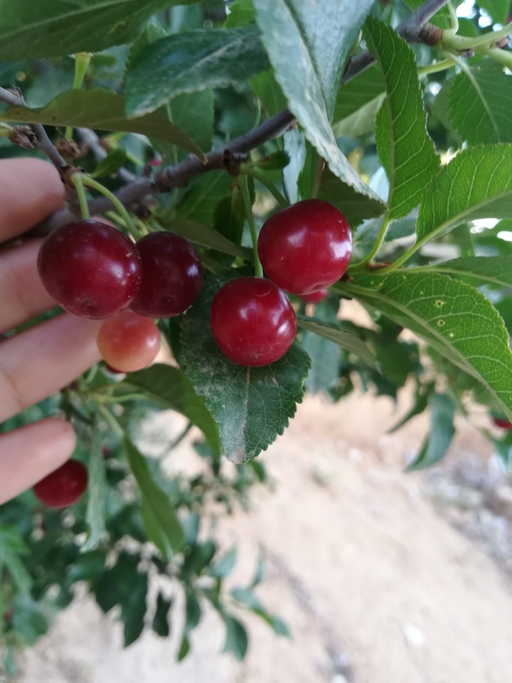 fruote