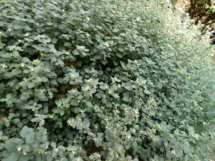 green bush