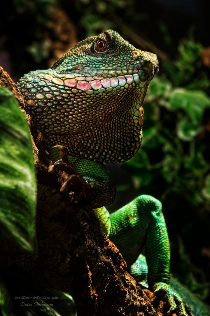 adult Chinese Waterdragon