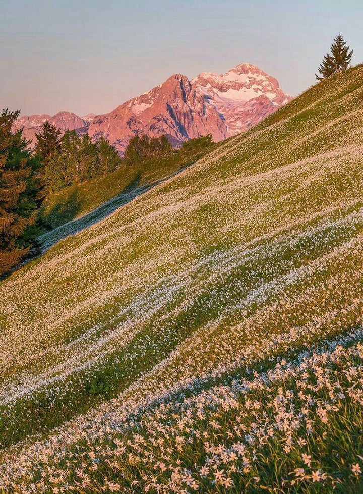 meadow