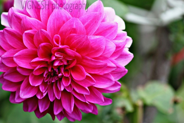 Flower