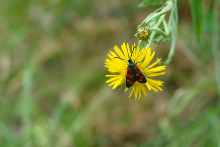 butterfly of love