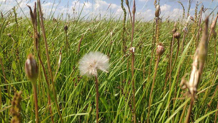 grass dandelion steppe