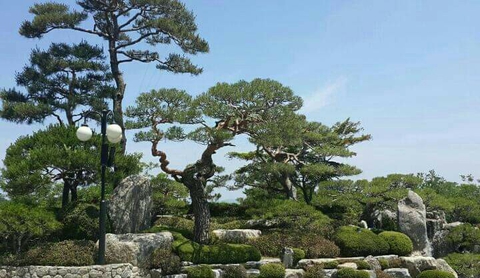 소나무