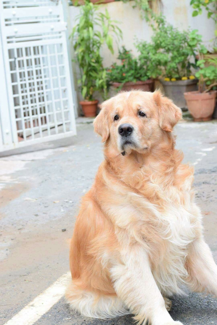 Golden Retriever