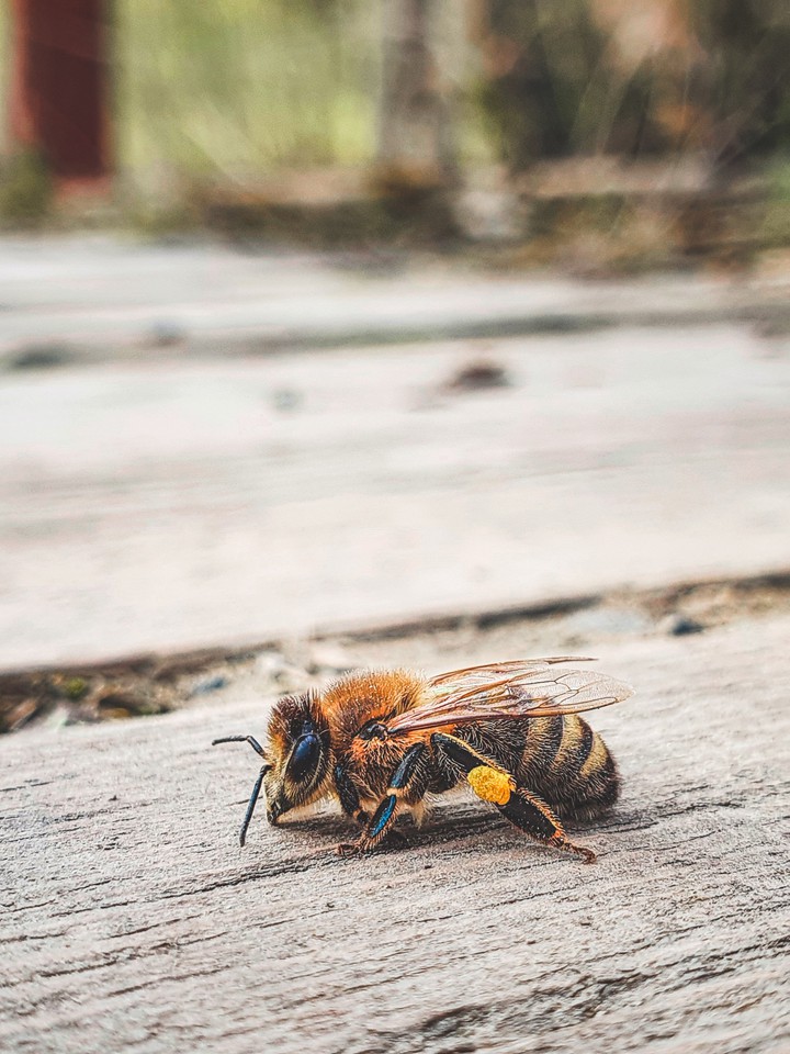 bee