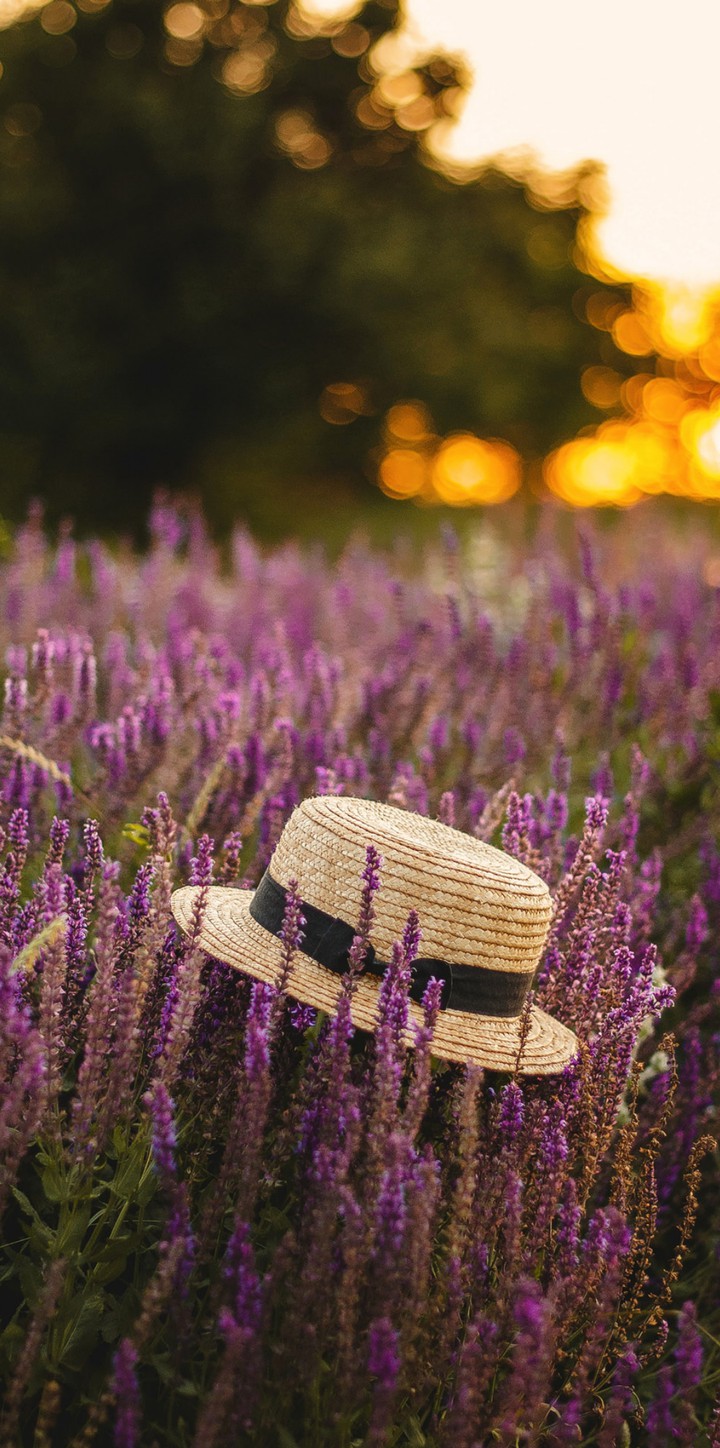 Lavender