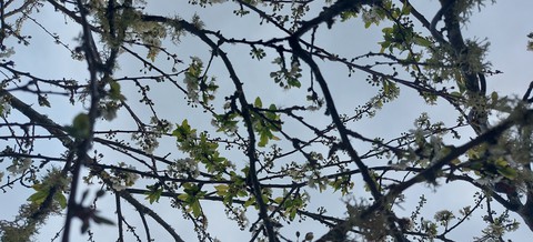 plant, wildlife wallpapers