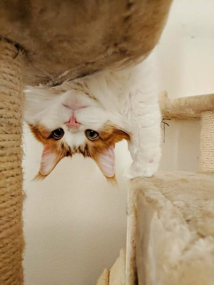#CAT-LOVER
