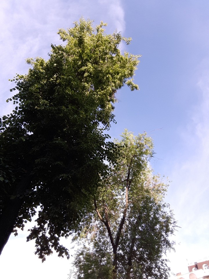 wood5