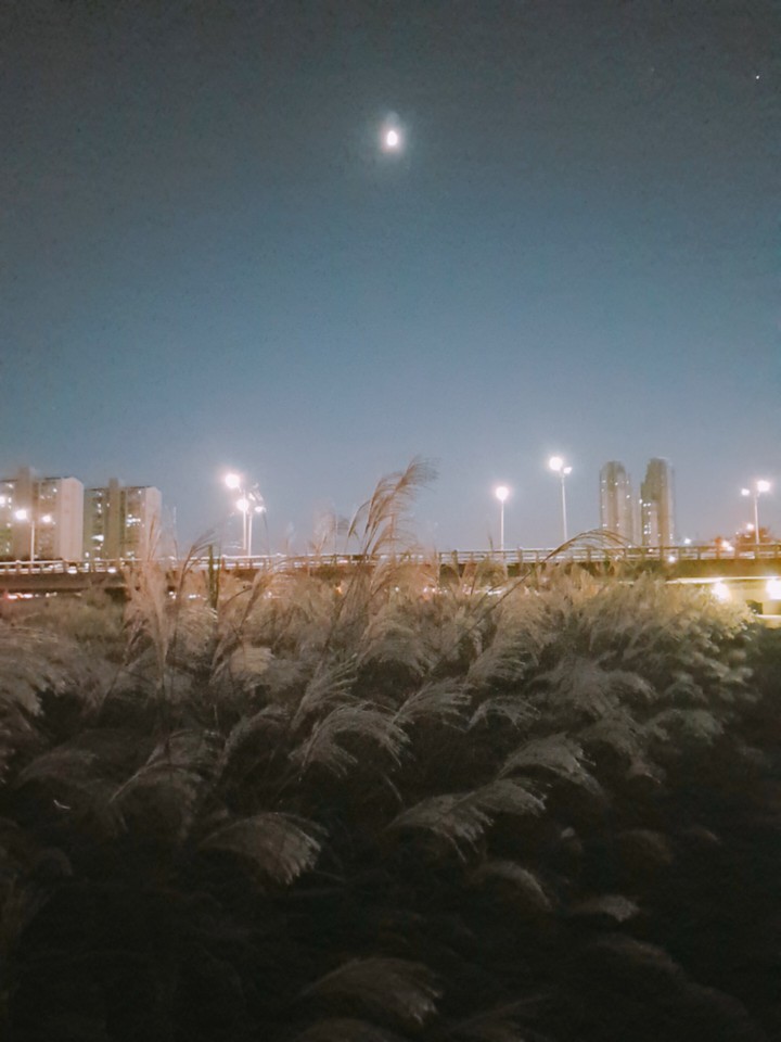 달과다리와갈대