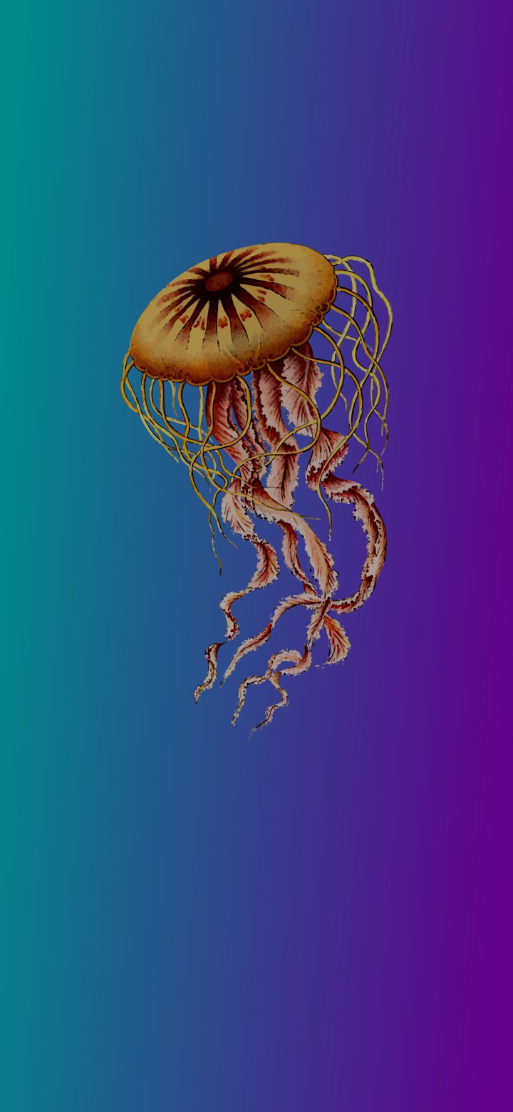 Jellyfish