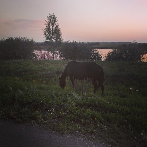 лошадь в закате