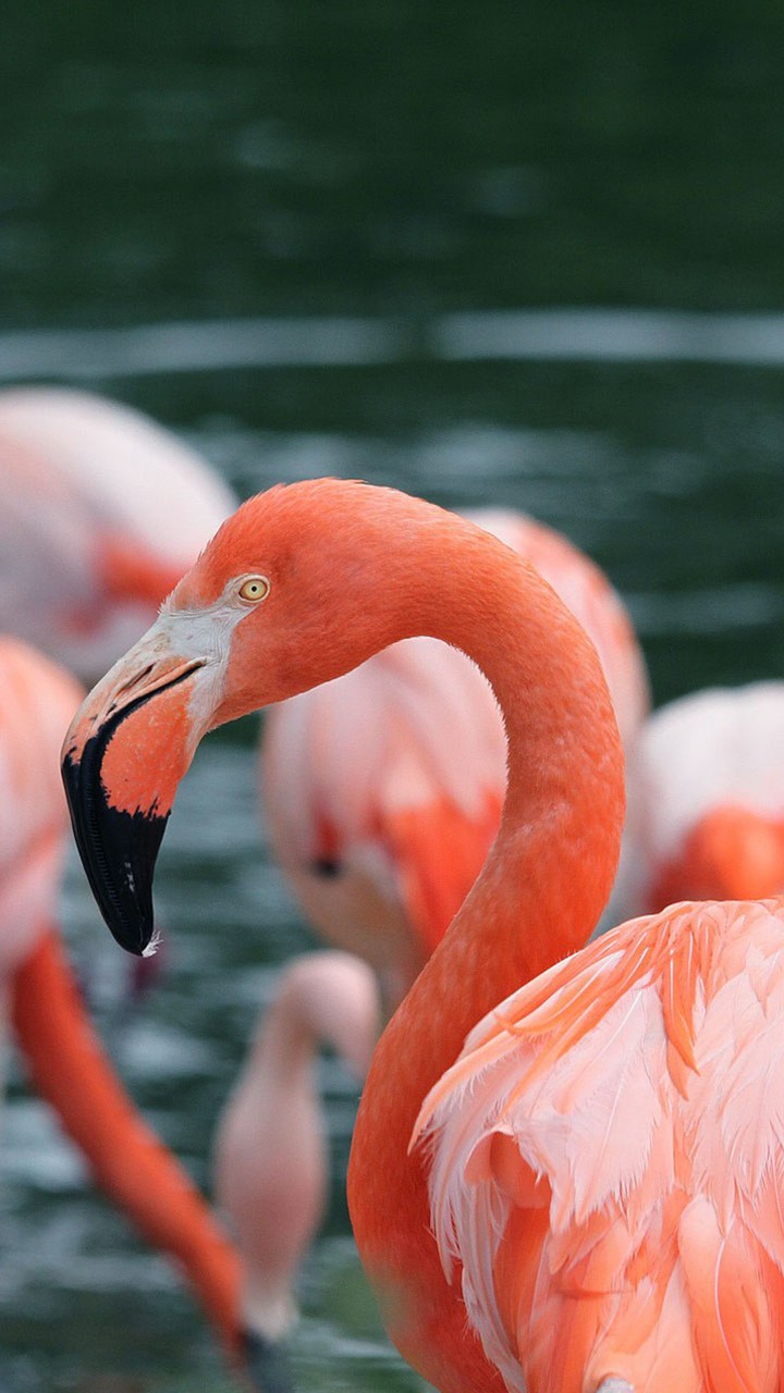 animal