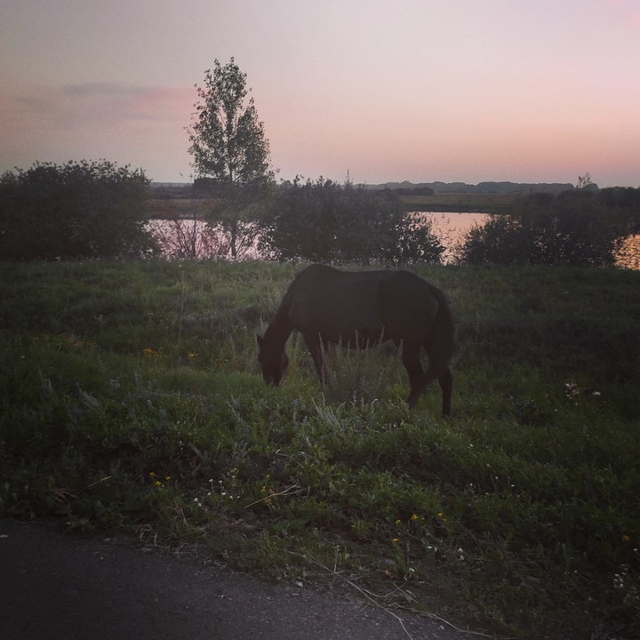 лошадь в закате