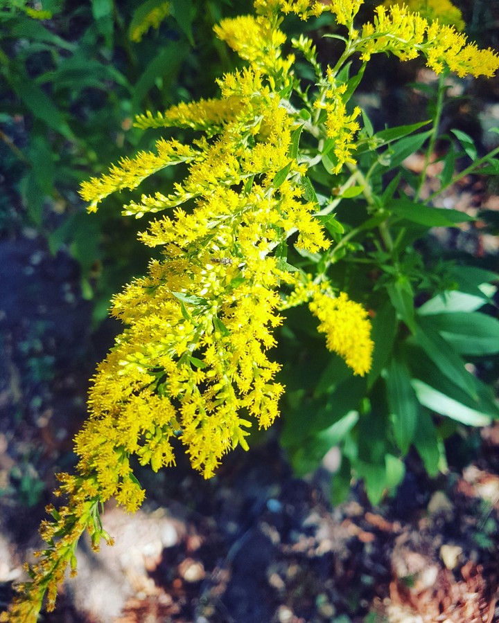 yellow