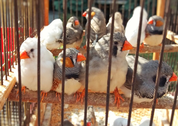 birds