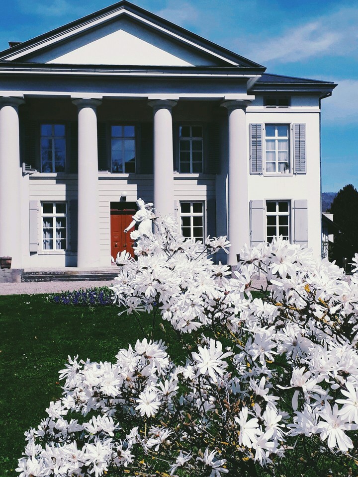 house flowers plants