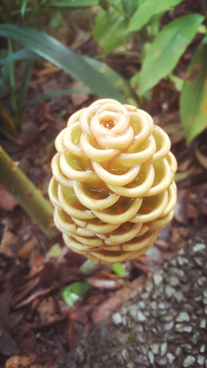 rianforest flower