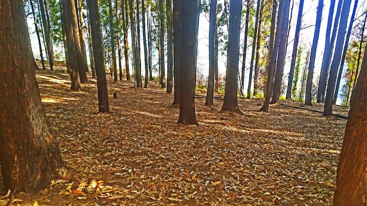 around the trees