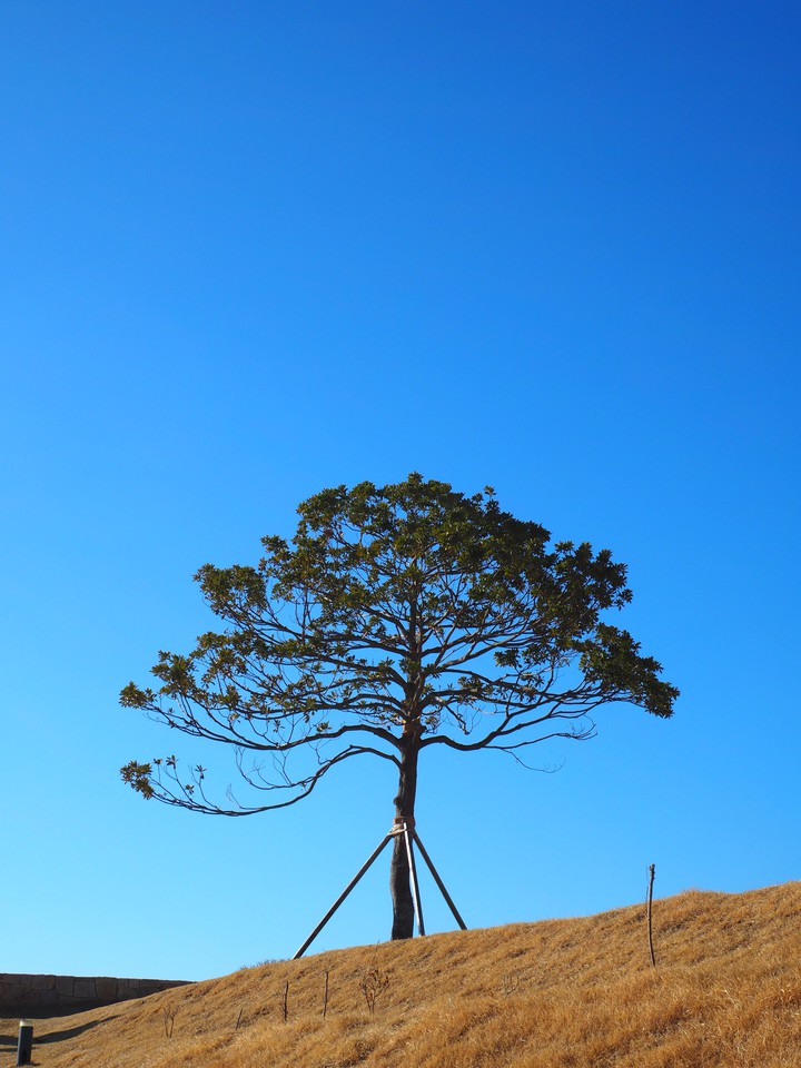 tree