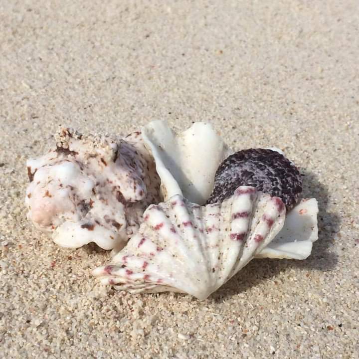 beach lover