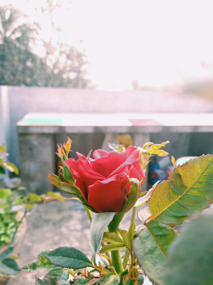 mobile camera