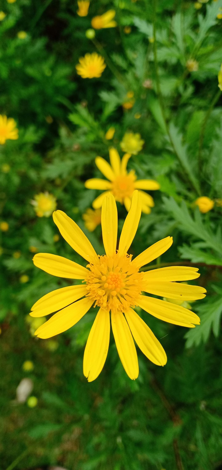 beautiful flowers