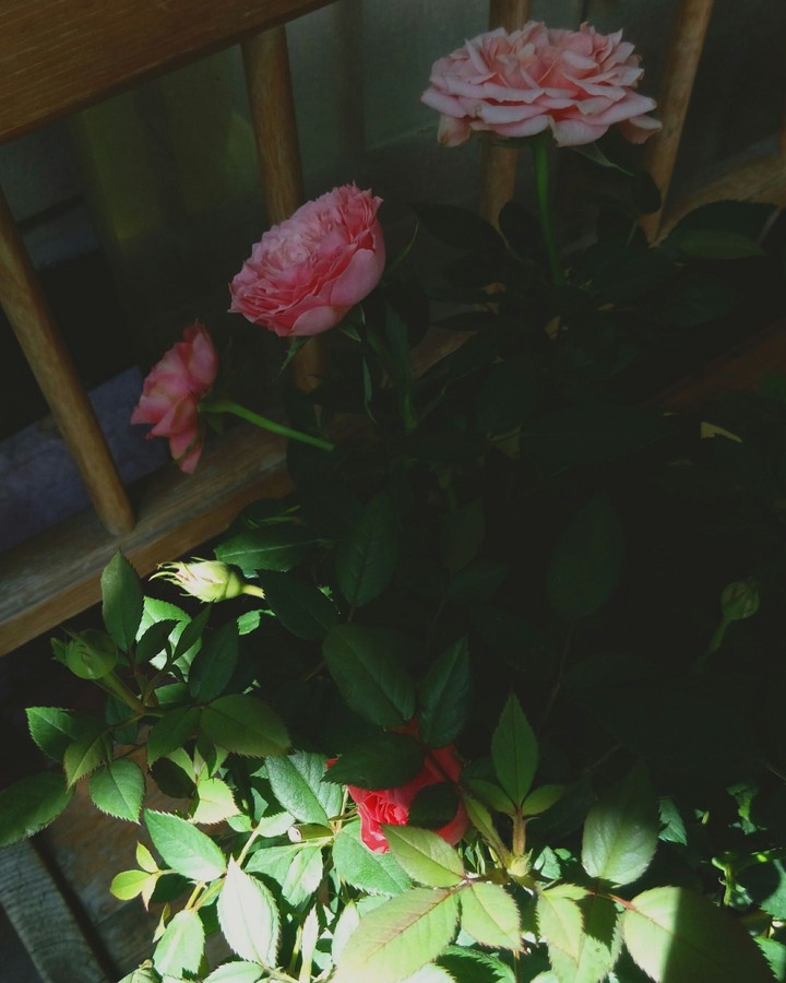 Pink roses 
