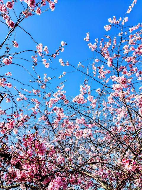 spring