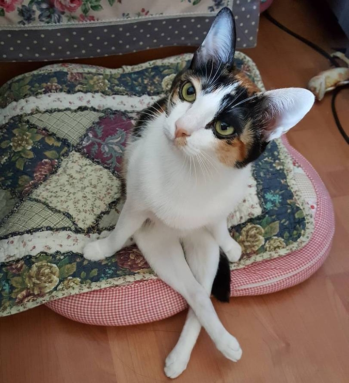 Делавой кошак