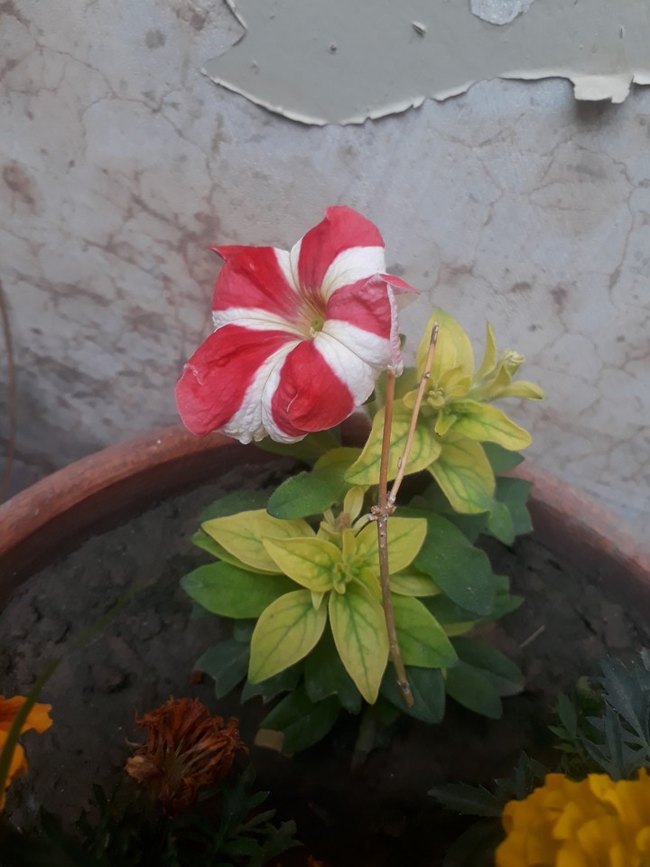 Amazing flowers