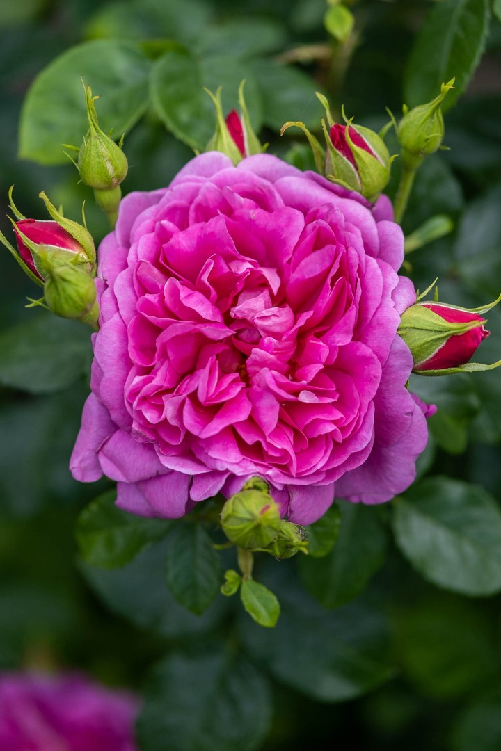 Roses