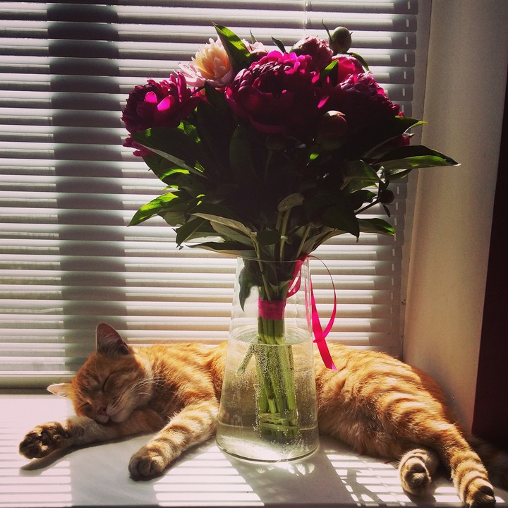 Kat