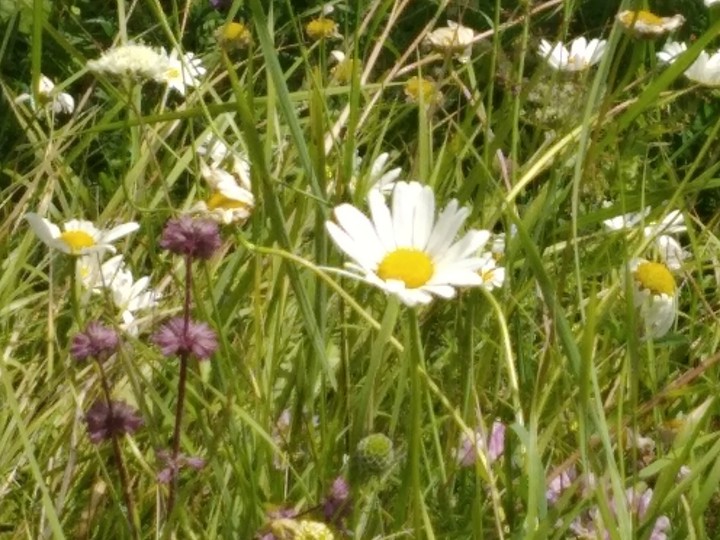 Beautiful flowers