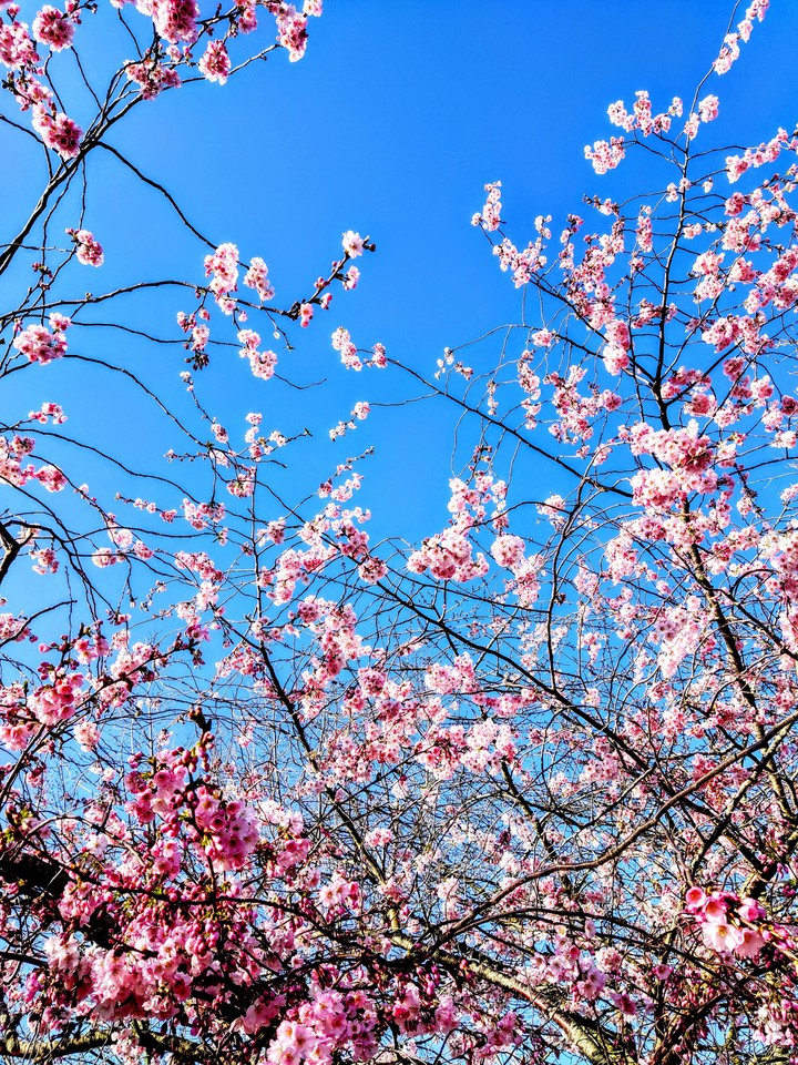 spring