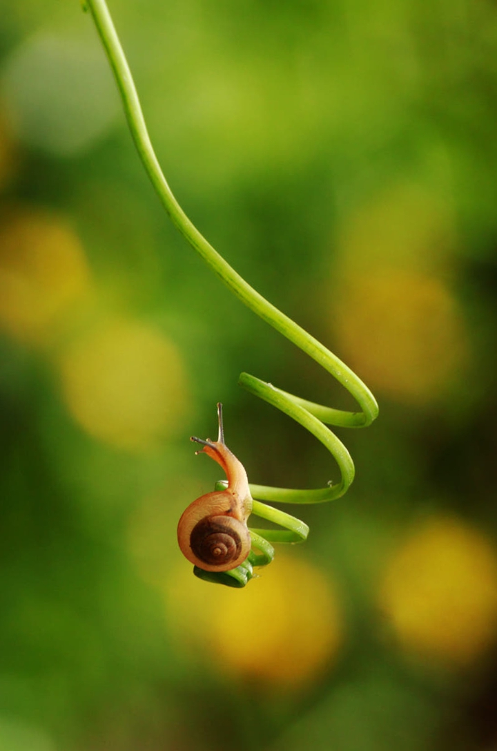 Snail