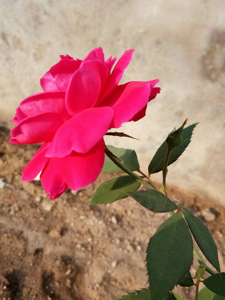 rose
